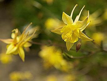 《生化危机4：重制版》角色介绍：商人和光明教主